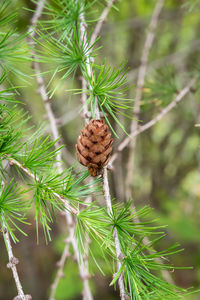 Larch trees with beautiful cones that hang beautifully during the autumn time in swedish nature