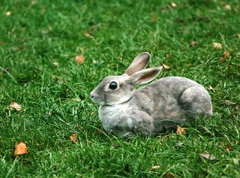 Rabbit on grassy field