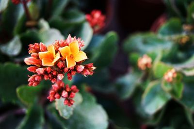 Close-up of flowers blooming outdoors