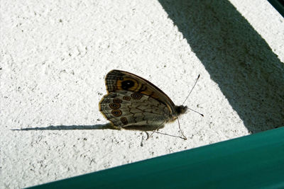 High angle view of butterfly on the wall