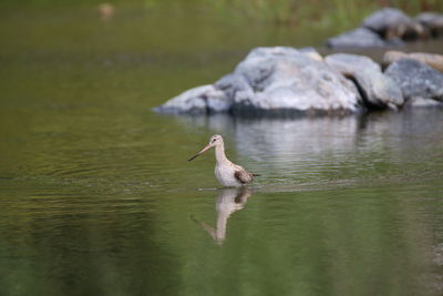 Duck swimming in a lake