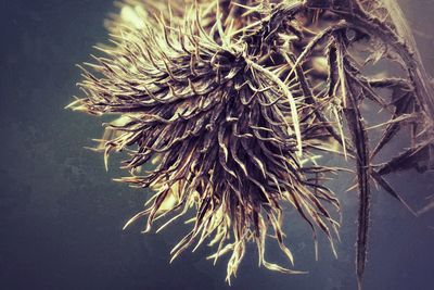 Close-up of cactus