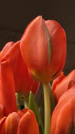 Close-up of red tulip flower against black background