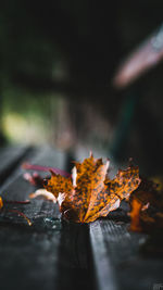Close-up of dry maple leaves on tree