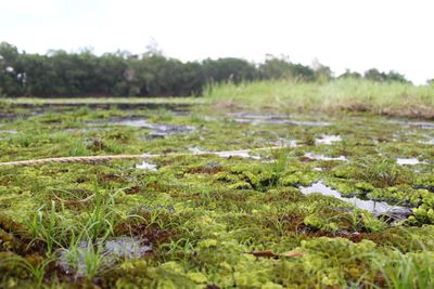 Close-up of moss growing on field