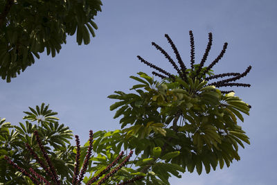 Low angle view of tree against sky