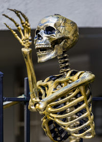 human skeleton