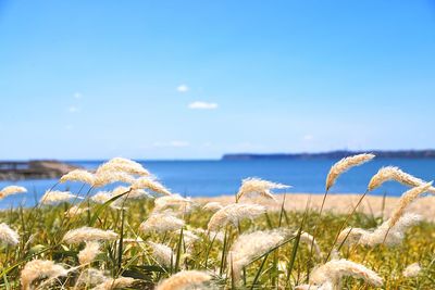 Close-up of plants by sea against blue sky