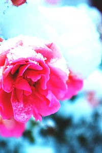 Close-up of pink flower