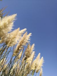 Low angle view of plants against clear blue sky