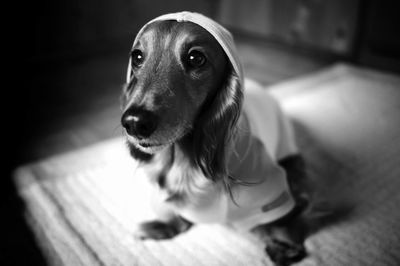 Close-up of dachshund puppy sitting on bed