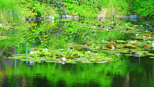 High angle view of ducks swimming in lake