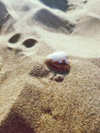 High angle view of shell on sand