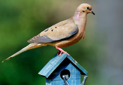 Close-up of bird perching on wood