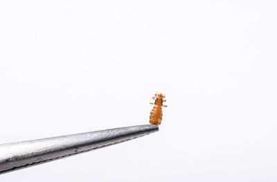 Close-up of cigarette against white background