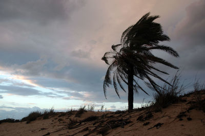 Low angle view of coconut palm trees against sky during sunset