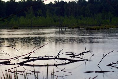 Scenic view of lake in forest
