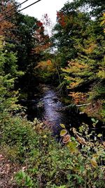 Scenic view of river in forest