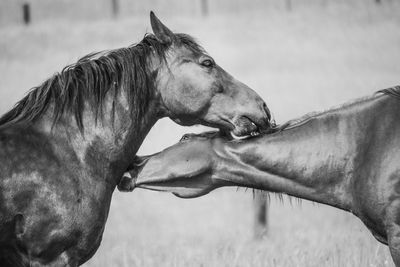 Side view of horses on field