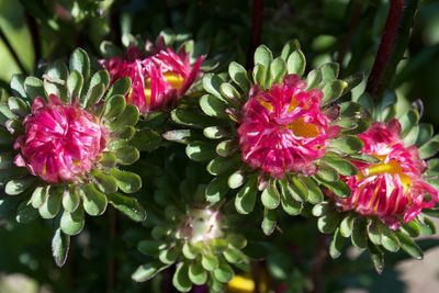 Close-up of pink flowering plants