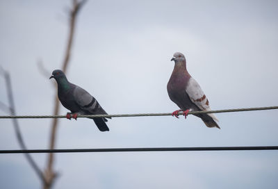 Low angle view of bird perching on cable against clear sky