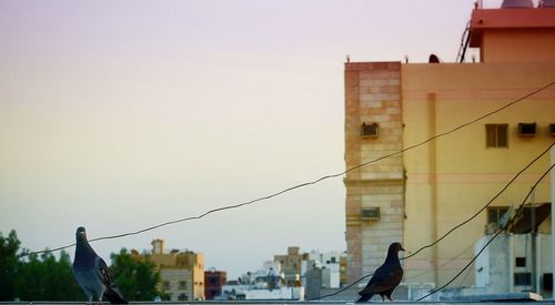 Birds perching on cityscape against clear sky