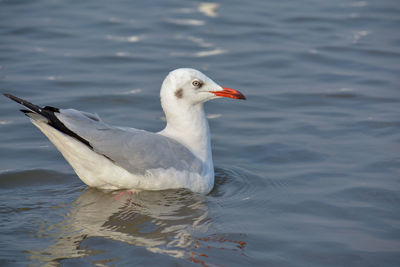 Seagull on a lake