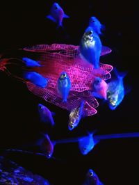 Jellyfish swimming in aquarium