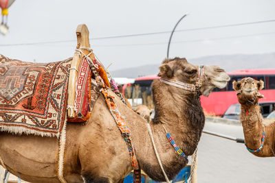 Panoramic view of a camel