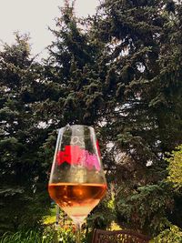 Close-up of wine glass against trees
