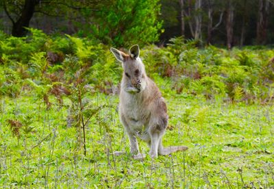 Portrait of goat standing in forest