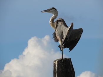 Heron perching on wooden post against cloudy sky