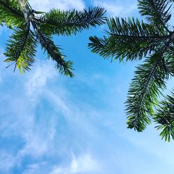 Low angle view of palm trees against blue sky