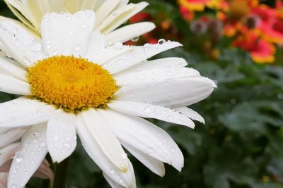 Close-up of raindrops on white flower