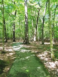 Trees in forest