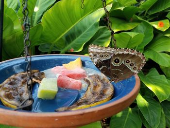 Close-up of fish in plate