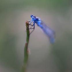 Close-up of insect on flower