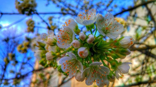 Close-up of fresh flower tree against sky