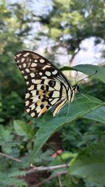 Close-up of butterfly pollinating flower