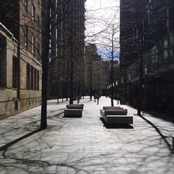 View of trees in city