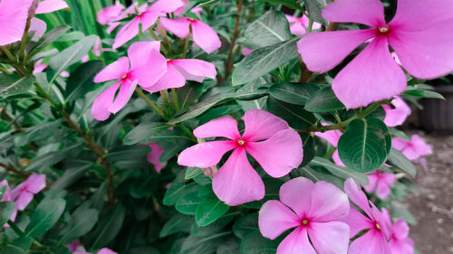 Close-up of pink flowering plant