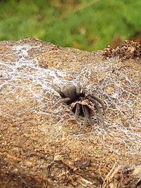 High angle view of spider on dry land