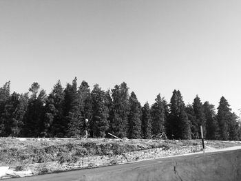 Trees against clear sky