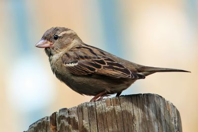 Close-up of bird perching on wood