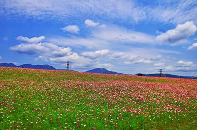 Scenic view of field against sky