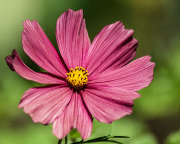 Close-up of purple daisy flower