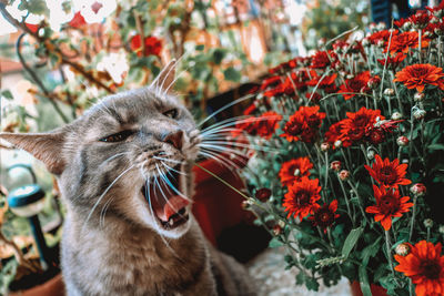 Close-up of cat by flower plants
