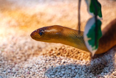 Argyrogena fasciolata or banded racer snake.