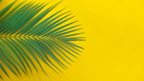 Close-up of palm leaves against yellow background