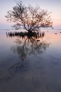 Bare tree by lake against sky during sunset